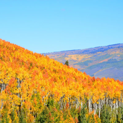 Golden Aspen Trees