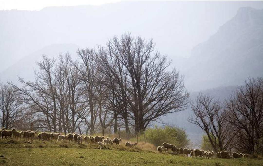Too Good: Sheep on a Countryside