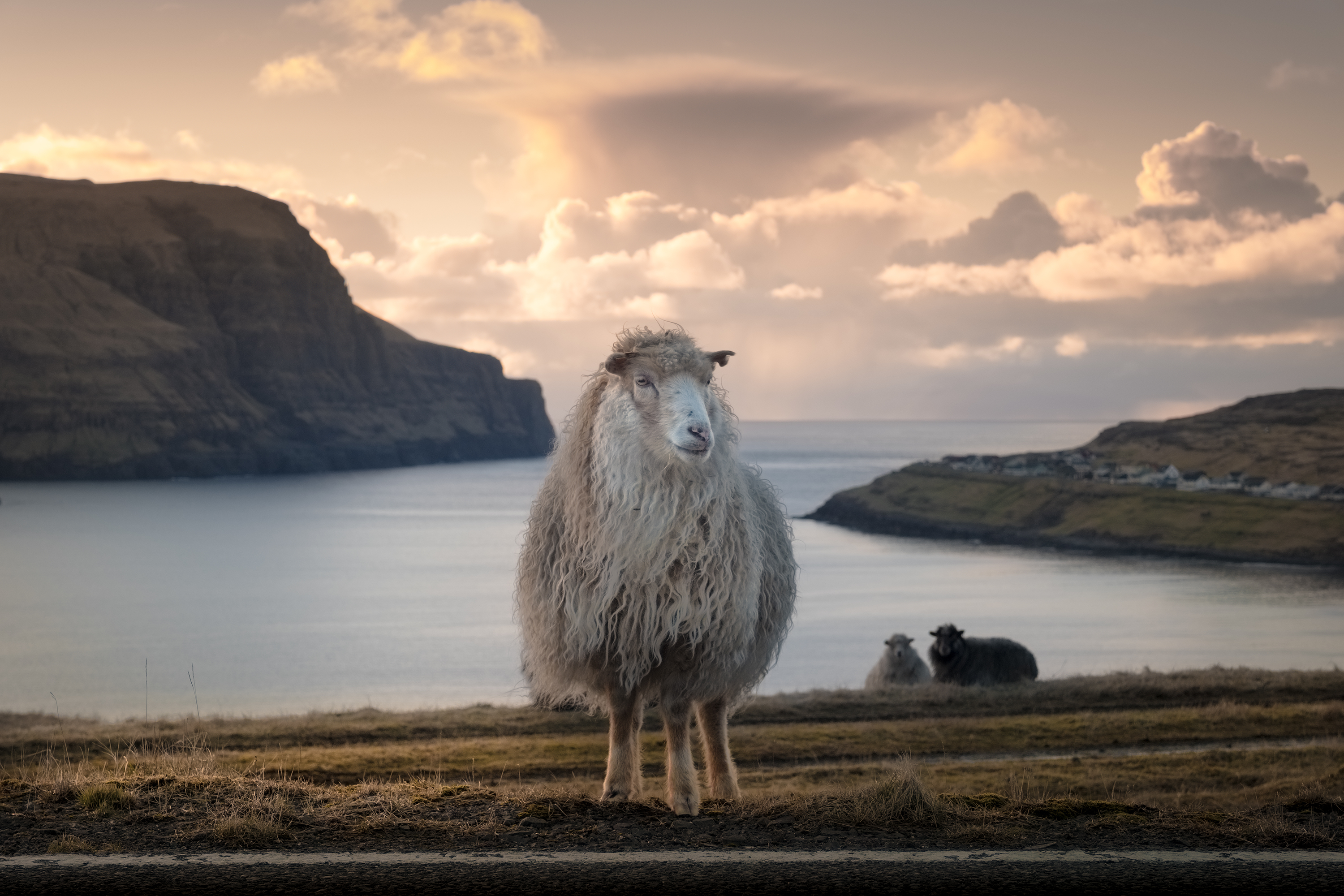 Shetland Sheep "The Good Shepherd"