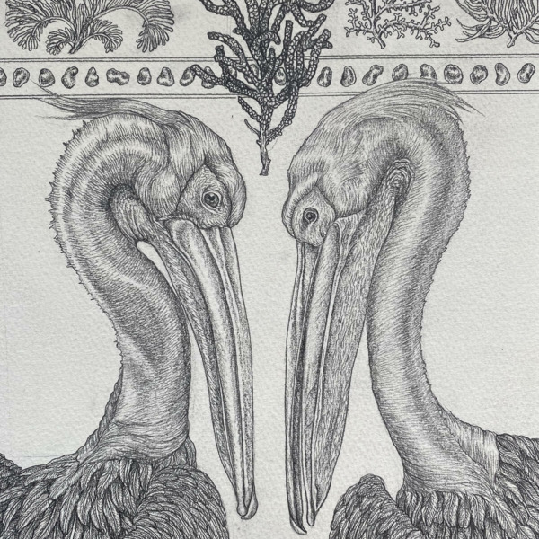 Sabina Savage Drawings: PANCHATANTRA Seagulls