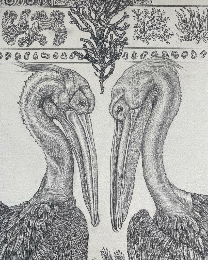 Sabina Savage Drawings: PANCHATANTRA Seagulls